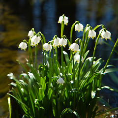 Image showing snowflake