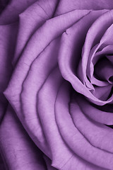 Image showing violet rose