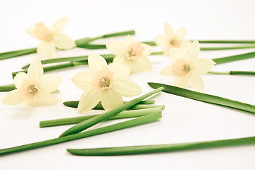 Image showing daffodils background