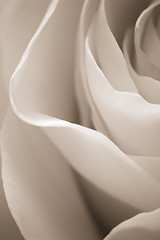 Image showing white rose macro