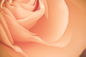 Image showing orange rose macro