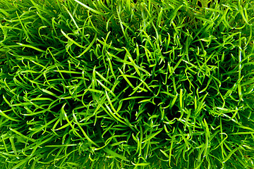 Image showing green grass