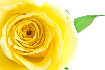 Image showing yellow rose petal