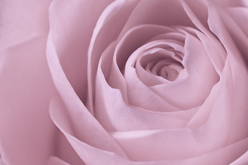 Image showing pink rose macro