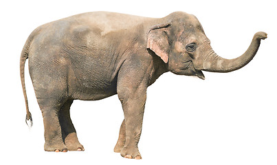 Image showing Baby Elephant 