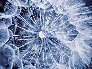 Image showing giant dandelion