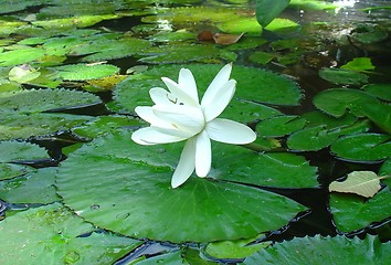 Image showing white flower