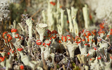 Image showing The rare phenomenon of nature. flowering moss