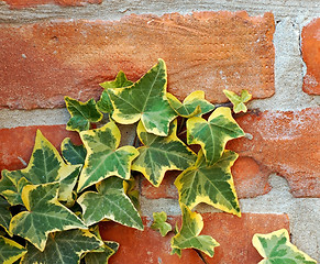 Image showing Ivy on brick wall