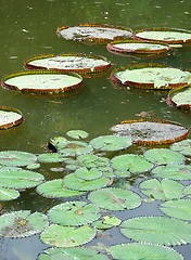 Image showing Green leaves