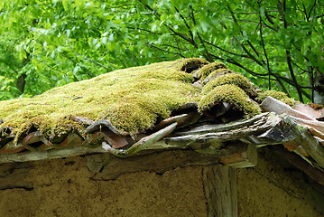 Image showing Moss on tiled roof