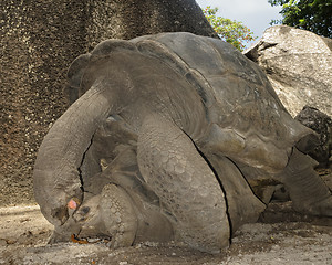 Image showing  Giant tortoise mating