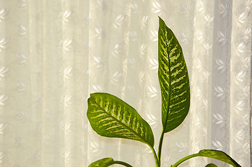 Image showing Home plant leaves on background of white curtain.