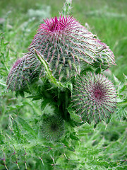 Image showing thistle