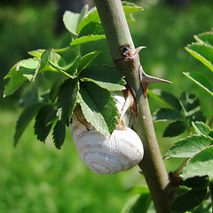 Image showing snail on a dog-rose