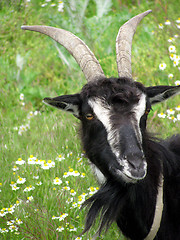 Image showing    goat