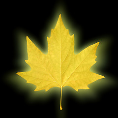 Image showing shining maple leaf