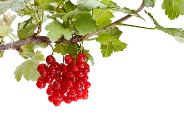 Image showing Red currant branch