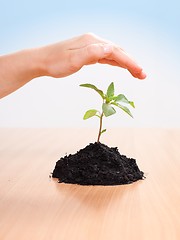 Image showing Kid's hand over plant