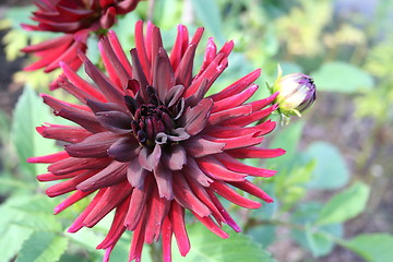 Image showing Beautiful red dahlia