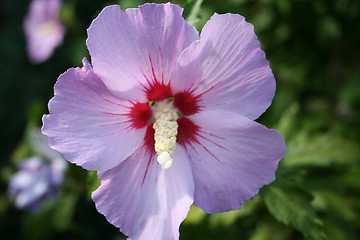 Image showing Beautiful lightblue hibiscus