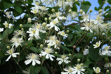 Image showing White clematis