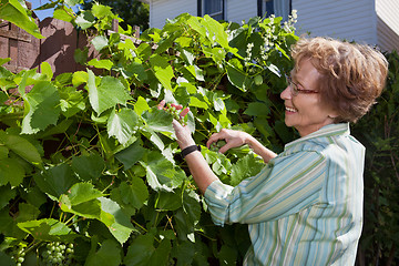Image showing Senior Woman Inspecting Grapes in Garden