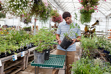 Image showing Man Shopping in Garden Center