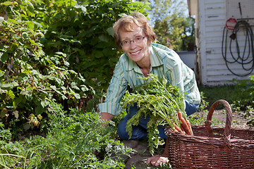 Image showing Senior woman harvesting carrots