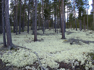 Image showing moss-grown