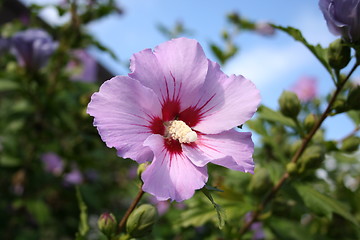 Image showing Wonderful hibiscus