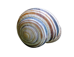 Image showing shell of snail