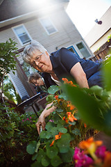 Image showing Senior women gardening