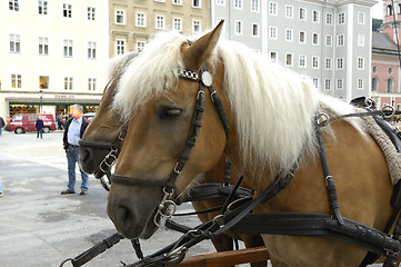 Image showing horse