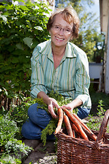 Image showing Woman harvesting carrots