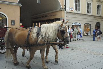 Image showing horses