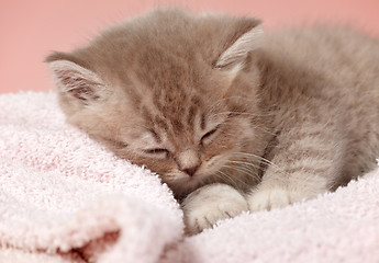 Image showing sleeping kitten