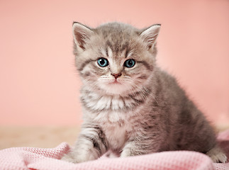 Image showing little kitten