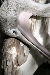 Image showing Pelican