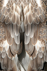 Image showing Feather background