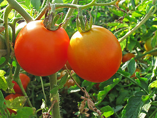 Image showing two tomatoes