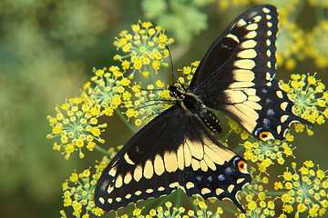 Image showing the ecuadorian butterfly sitting on flower