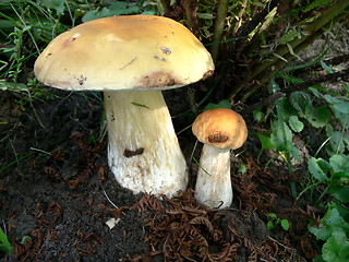 Image showing Two Boletus