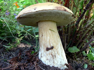 Image showing Boletus