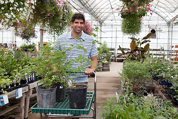 Image showing Man with potted plants on cart