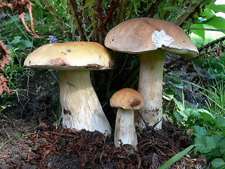 Image showing Three Boletus