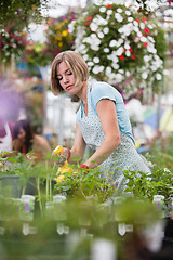 Image showing Woman spraying water on plants