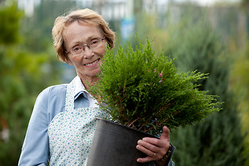 Image showing Senior Woman Employee with Shrub