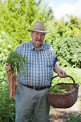 Image showing Senior Man with Basket of Vegetables