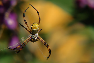 Image showing the ecuadorian spider